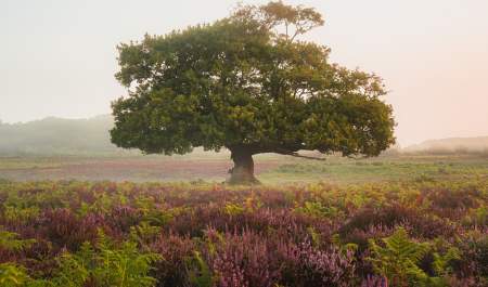 A tree in the depth of heather in the New Forest