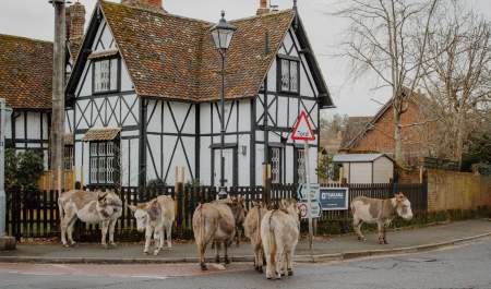 Donkeys in Brockenhurst in the New Forest