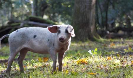 Piglet in the New Forest during pannage