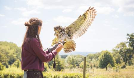 An owl landing on a handler's arm at Cotswold Falconry Centre