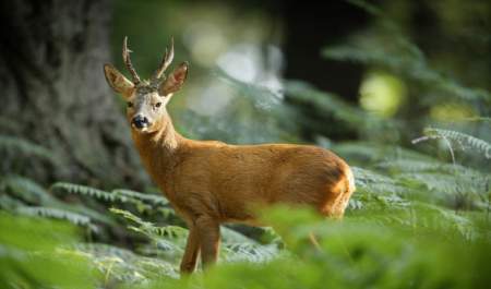 Deer Collection
