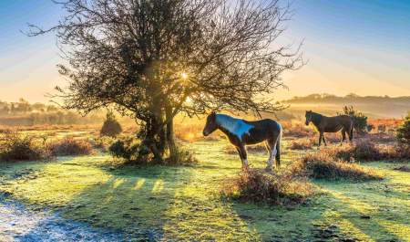Ponies at sunrise standing by bare tree in the winter in the New Forest - Wildlife walks