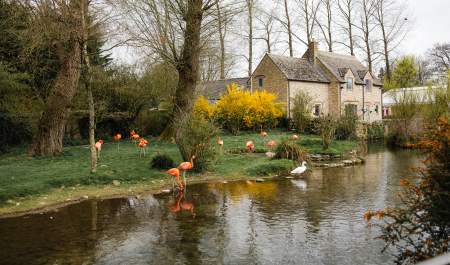 A flamboyance of flamingoes stand on a lawn and in a stream in front of a Cotswold stone building