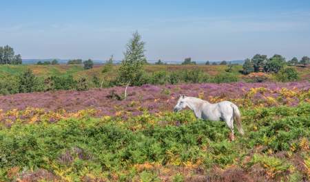 White New Forest pony in the heather