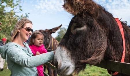 The Donkey Sanctuary
