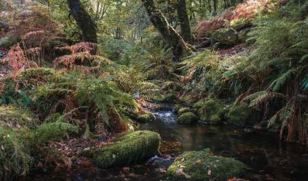 Fern covered banks in the softly lit wooded valley at Venford Reservoir