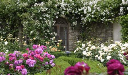 Stunning pink and white roses bloom in a courtyard garden, whilst climbing plants drenched in white flowers grow over the Cotswold stone building at Whatley Manor in the Cotswolds