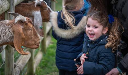 A little girl with bunches smiles with excitement as a goat pokes its head through a fence
