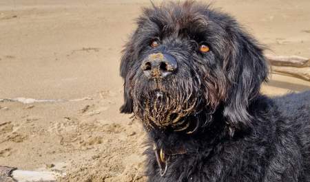 Chief Brody shares his favourite dog walking spots in North Devon