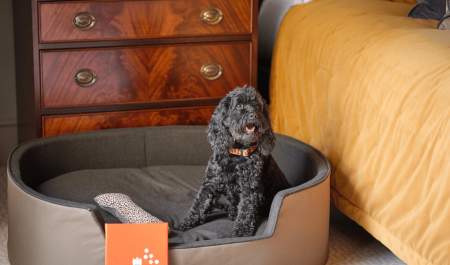 Dog staying at Ellenborough Park hotel Cheltenham. Image of black dog sat in a basket by a bed.