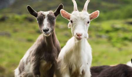 Experience the goats in Undredal