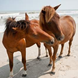 Horses on Assateague Beach