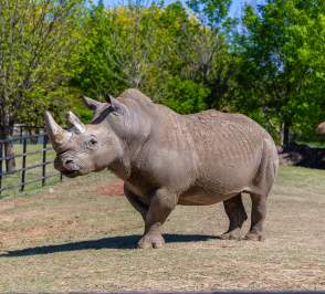 Rhino at Rolling Hills Zoo in Salina, Kansas