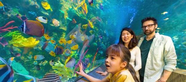 young couple and child at Cincinnati's Newport Aquarium looking at the fish