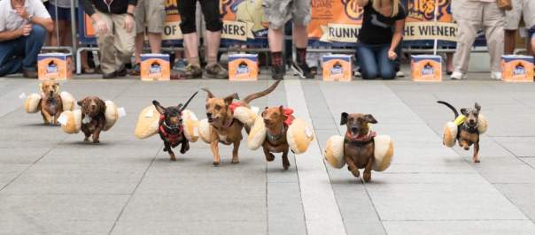 Running of the weiners at Oktoberfest Zinzinnati (photo: Brian Douglas Stills)