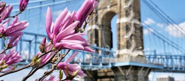 Image is of a purple flower blooming in spring with the Roebling bridge in the background.