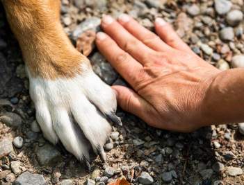 Guía Pet Friendly - Fuengirola