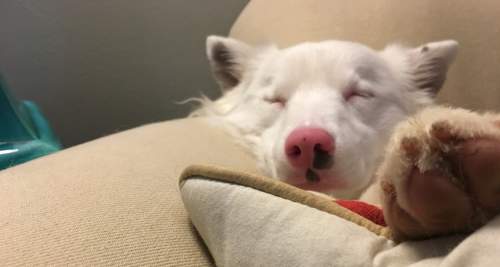 Daisy sleeping