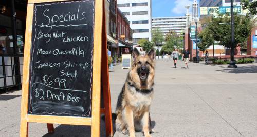 Dog Friendly Patios