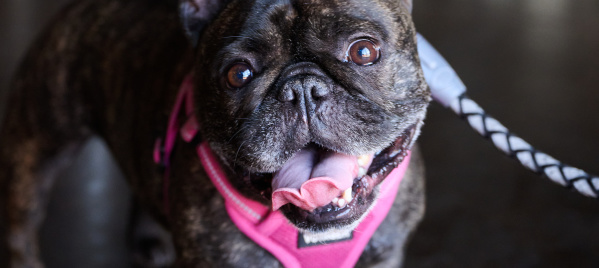 Ope Dog Pet-Friendly