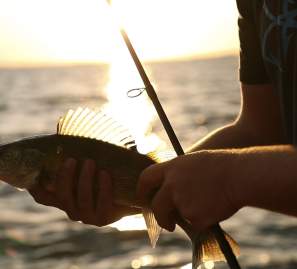 Shore Walleye with Sunset