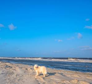 A playful dog enjoys the pet-friendly beaches on the Georgia Coast