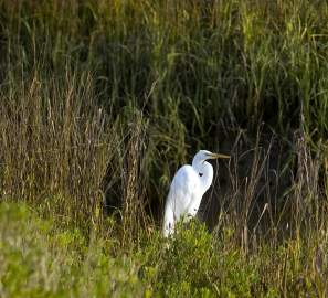 Wildlife in the Golden Isles