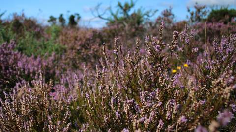 Vibrant heather in the summer in the New Forest