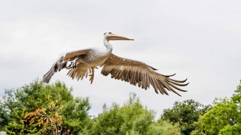 A pelican flying in the Living Wetland Theatre