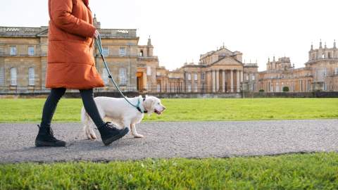 Woman and dog walking in front of Blenheim Palace