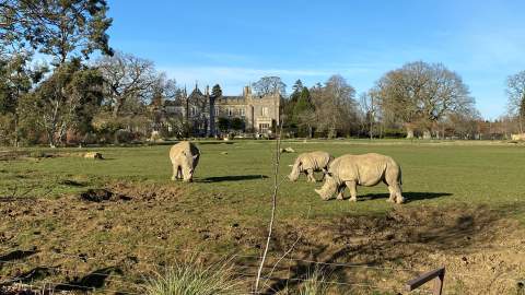 Rhinos grazing on the lawn in front of the manor house at Cotswold Wildlife Park