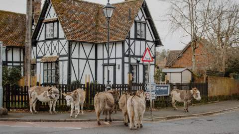 Donkeys in Brockenhurst in the New Forest