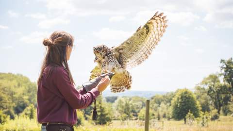 An owl landing on a handler's arm at Cotswold Falconry Centre
