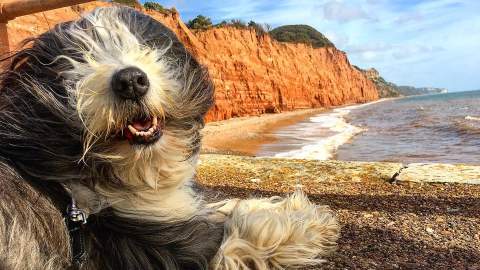 Beaded Collie on a beach