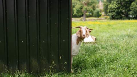 A goat peeks around a metal shed to look at the camera