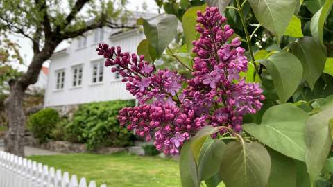 lilla blomst og hvitt stakittgjerde