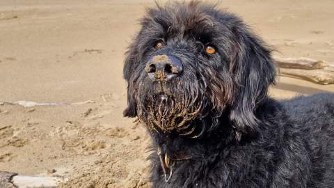 Chief Brody shares his favourite dog walking spots in North Devon