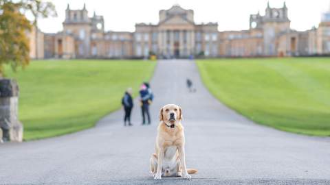 A dog sitting alone on the long straight ride with Blenheim Palace in the distance behind