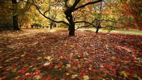 Fallen leaves in myriad of reds, browns and yellows blanket the ground beneath magnificent trees at Westonbirt Arboretum