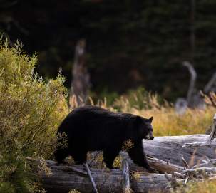 Black Bear in the Tetons