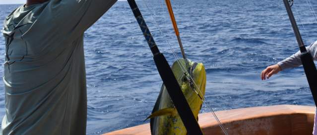 mahi-fishing-offshore
