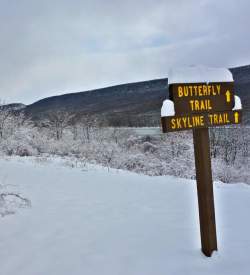 A trail and trees covered in snow with a wooden sign that reads Butterfly Trail, Skyline Trail