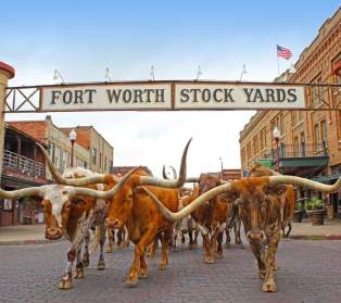 Stockyards sign with a herd of longhorn cattle
