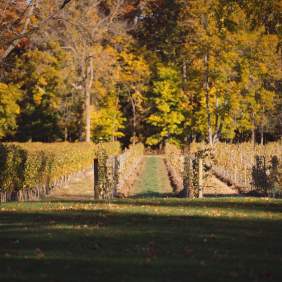 Vineyard