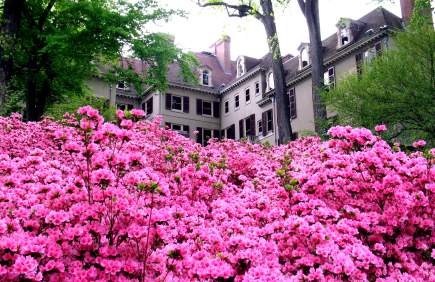 Winterthur Azaleas