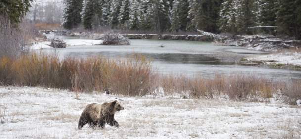 Wildlife Watching Winter