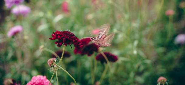 The Bloomery botanic garden, casper, Summer Flowers, Moth, Natrona County