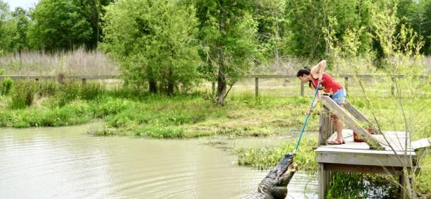 Man feeding a gator at Gator Country in Beaumont, TX
