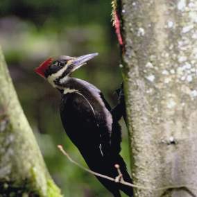 Woodpecker at Dorris Ranch by Willamalane