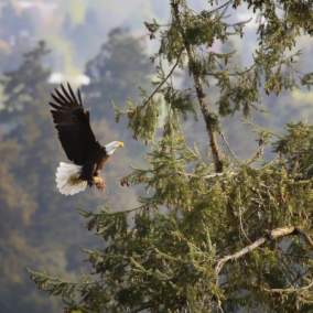 Bald Eagle Nesting by Kohlhase Creative Arts - David K. Hill